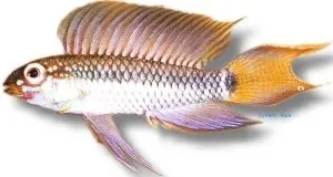 Apistogramma uapesi Sao Gabriel dvärgciklid XXL F1