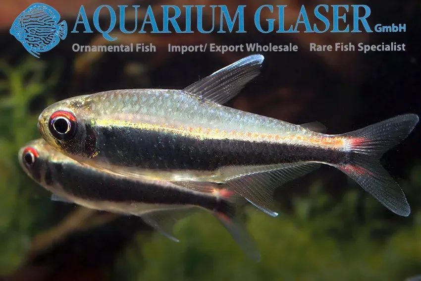 Näsets Ciklidhobby Hyphessobrycon peruvianus tetra wild lg