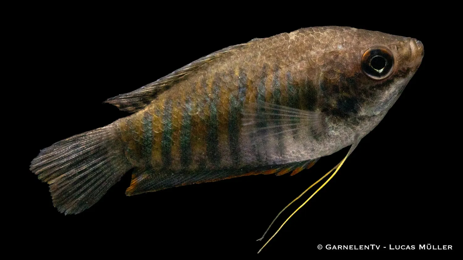 Garnelen TV Trichopodus fasciata akvariefisk randig gurami