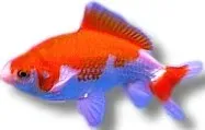 Näsets Ciklidhobby sarasa guldfisk 12–14 cm röd-vit