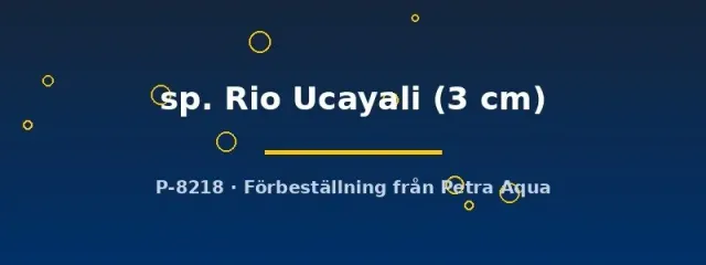 Näsets Ciklidhobby Ancistrus Rio Ucayali mal 3 cm algätare
