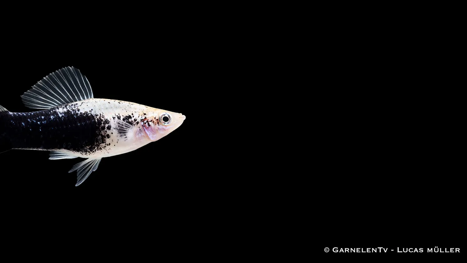 Xiphophorus helleri Gold Tuxedo svärdfisk levande guldsvart