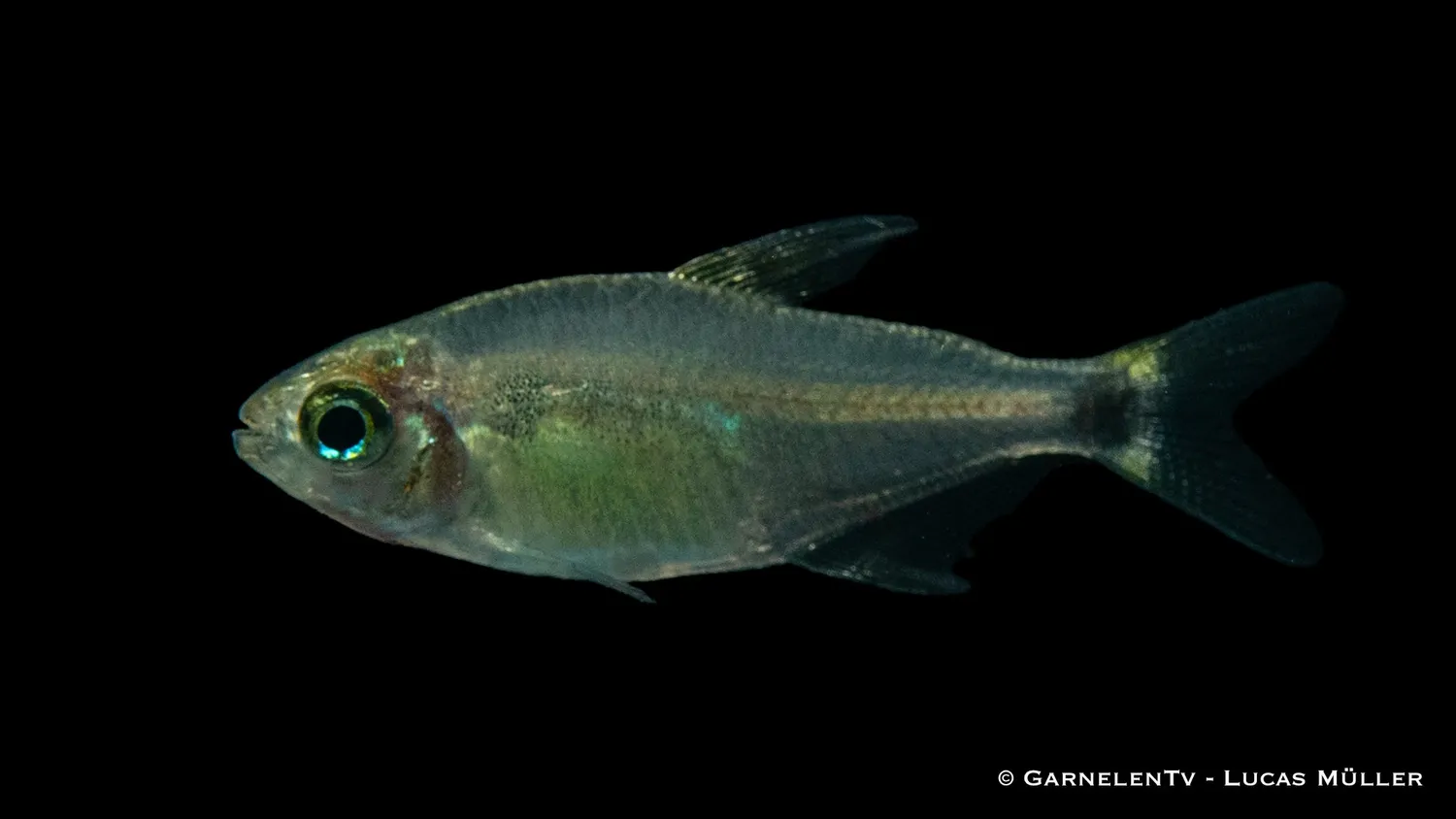 Garnelen TV procyon tetra stimfisk Hyphessobrycon
