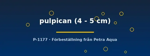 Näsets Ciklidhobby Cynotilapia pulpican ciklid 4–5 cm