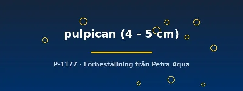 Näsets Ciklidhobby Cynotilapia pulpican ciklid 4–5 cm