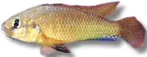 Näsets Ciklidhobby Pseudocrenilabrus philander dispersus ciklid 4–4,5 cm