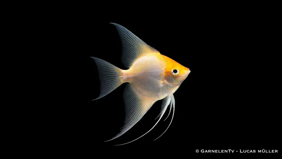 Garnelen TV Skalar Gold Pterophyllum scalare akvariefisk