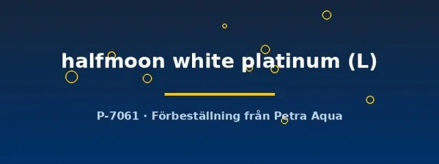 Näsets Ciklidhobby Betta halfmoon kampfisk hane L white