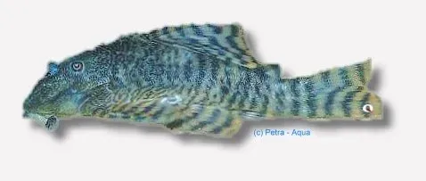 Näsets Ciklidhobby L226 Panagolus changae mal 7–10 cm algätare