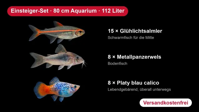 Garnelen TV Nybörjarset 80cm akvariefisk 31-pack