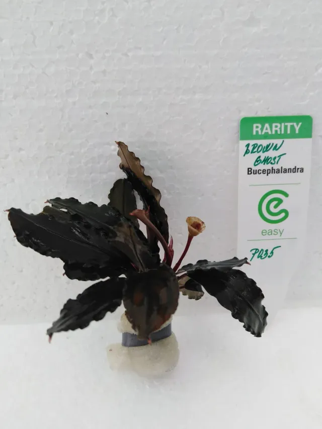 Näsets Ciklidhobby Bucephalandra brown Ghost Easy8 akvarieväxt