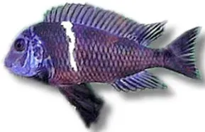 Näsets Ciklidhobby Tropheus duboisi ciklid 6–8 cm fläckig