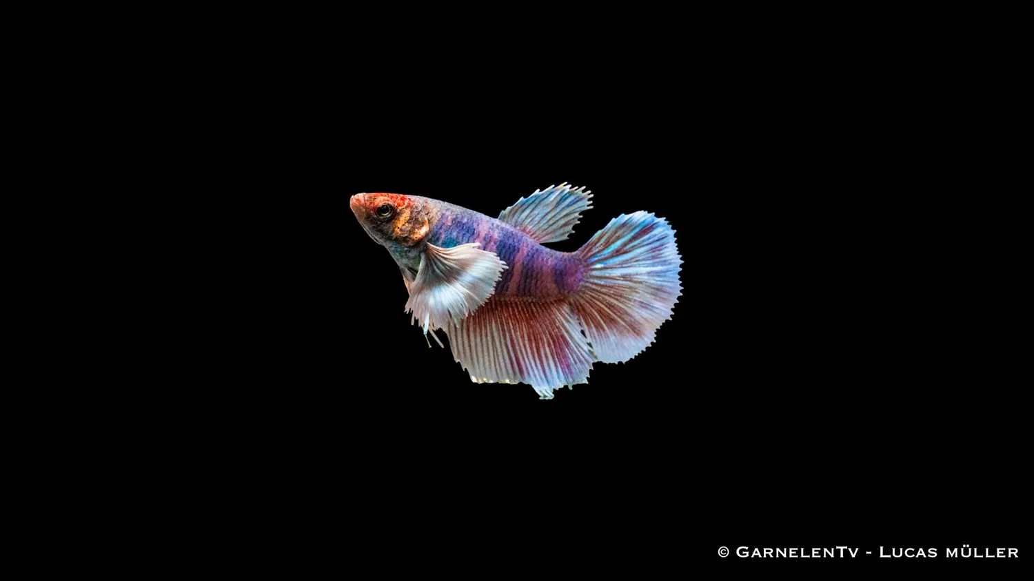 Garnelen TV Dumbo Ear kampfiskhona Betta 5–6 cm