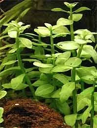 Bacopa crenata akvarieväxt kruka mellanzon