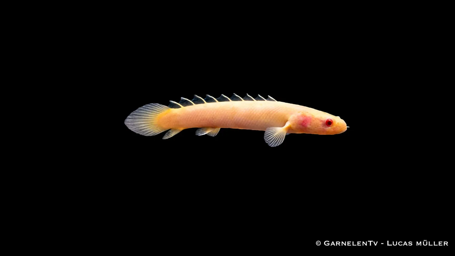 Garnelen TV Senegal fengädda albino akvariefisk