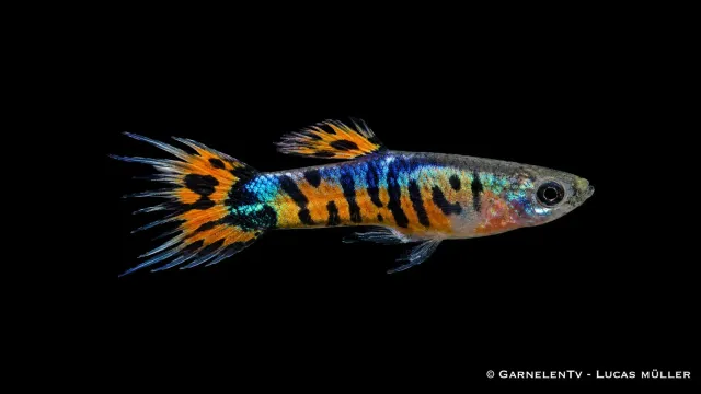 Garnelen TV Tiger Crowntail endlers guppyhane