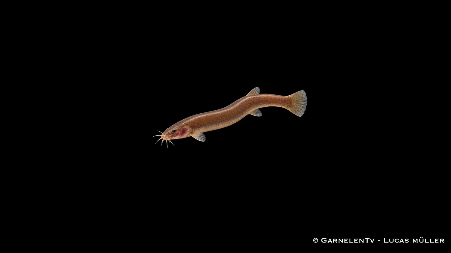 Garnelen TV Asien-Set 60 cm akvariefisk 18 fiskar