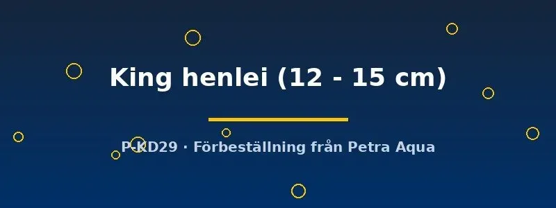 Näsets Ciklidhobby King Henlei sötvattensrocka 12–15 cm