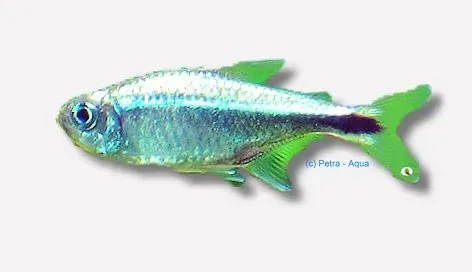 Näsets Ciklidhobby Armstrongi tetra 1,5–2 cm stim