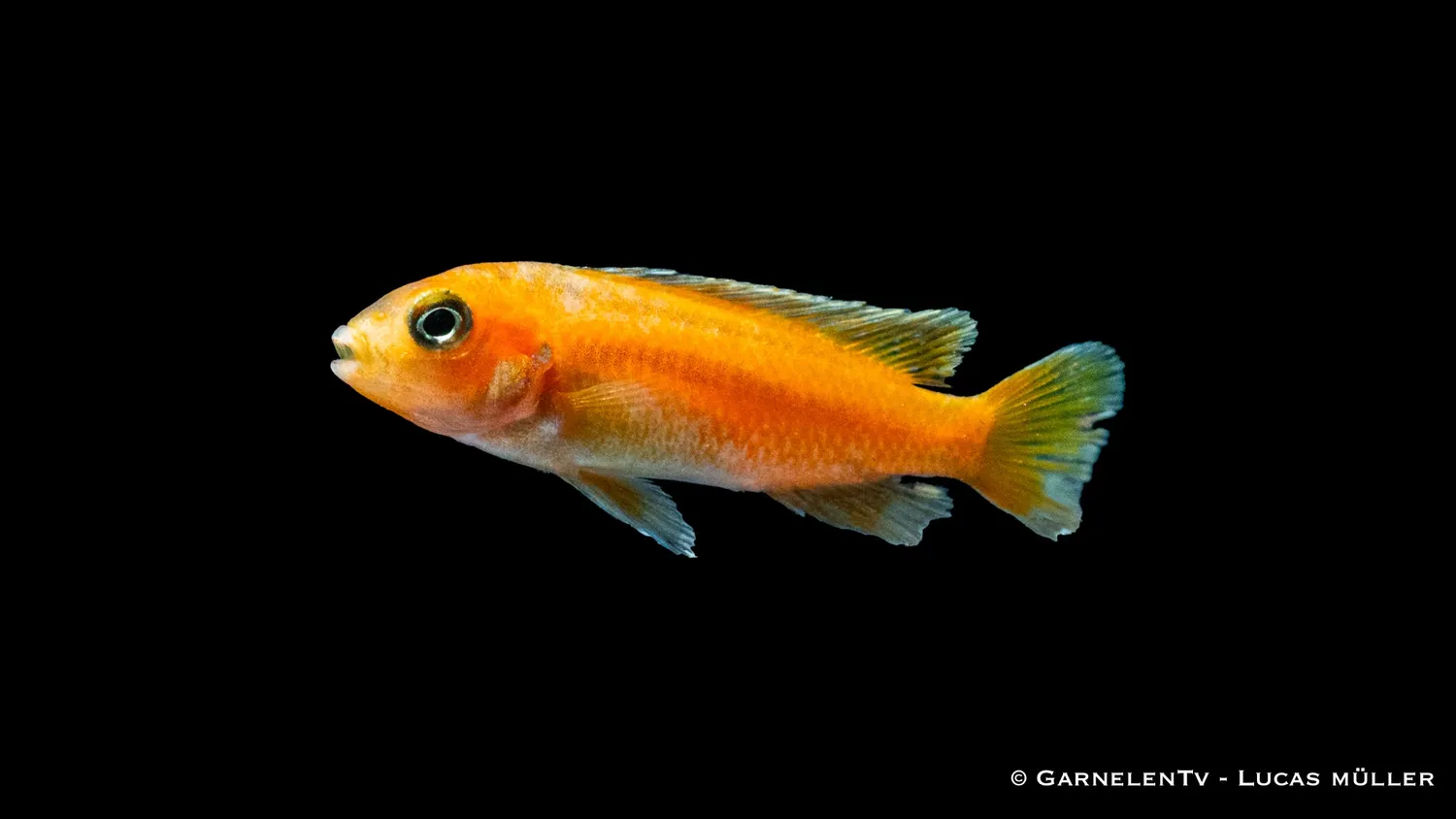 Garnelen TV Melanochromis johannii kobolt-orange ciklid 5 cm