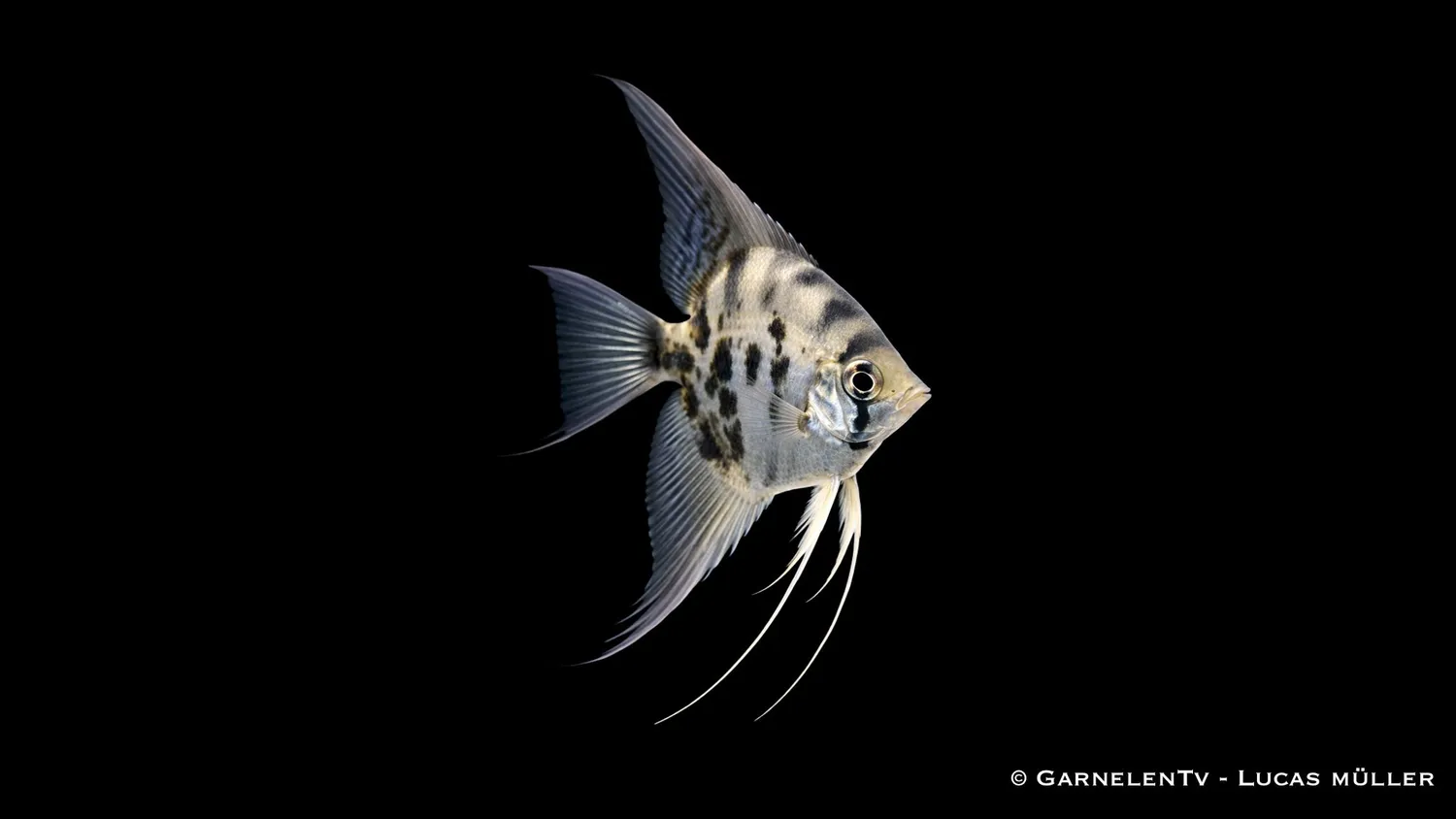Garnelen TV Rök-Zebra Pterophyllum scalare skalar