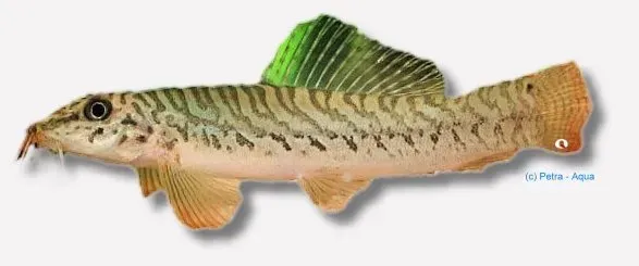 Näsets Ciklidhobby Acanthocobitis botia grönling 7–10 cm botten