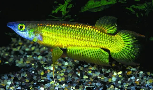 Näsets Lineatus gold killifisk topplevande guld