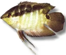 Näsets Ciklidhobby Mesonauta festiva barred cichlid 6–7 cm