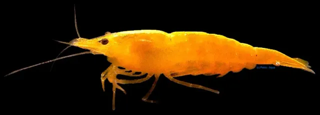 Näsets Ciklidhobby Neocaridina davidi yellow akvarieräka 2–2,5 cm