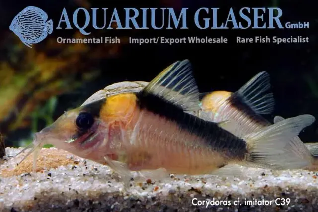 Näsets Ciklidhobby Corydoras imitator C39 pansarmal xlg bottenfisk
