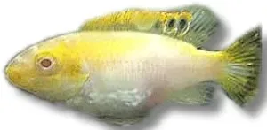 Näsets Ciklidhobby Pelvicachromis pulcher albin red ciklid 6–7 cm