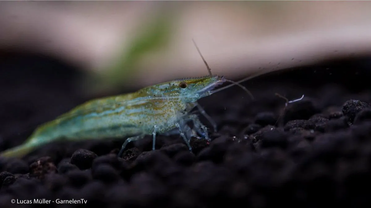 Garnelen TV Green Caridina babaulti dvärgräka grön