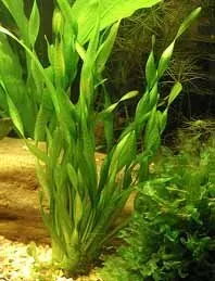 Näsets Ciklidhobby Vallisneria Torta akvarieväxt pot