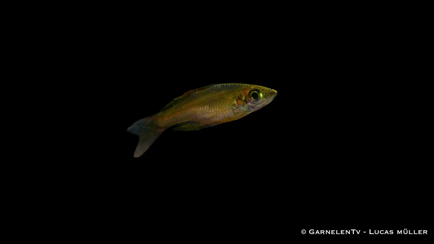 Filigranregnbågsfisk Iriatherina werneri stimfisk 3-4 cm