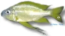 Näsets Ciklidhobby Ophthalmotilapia nasutus ciklid 4-5 cm