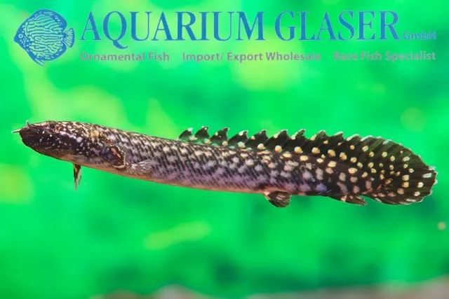 Näsets Ciklidhobby Polypterus ornatipinnis rovfisk 6–8 cm