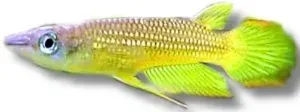 Näsets Ciklidhobby lineatus gold killifisk 3–4 cm
