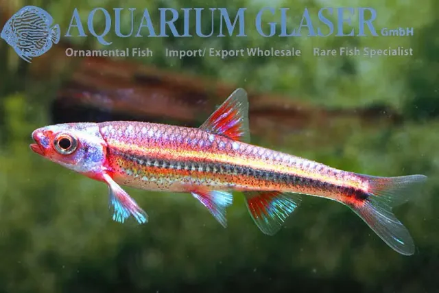 Näsets Ciklidhobby Notropis chrosomus fisk 4–5 cm stim