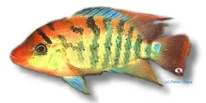 Cichlasoma festae Red Terror ciklid 3–4 cm sydamerikansk