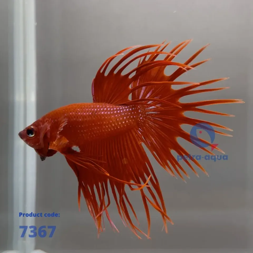 Betta splendens crowntail kampfisk hane röd XL