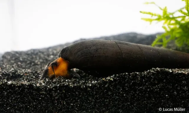 Garnelen TV Faunus Ater tornsnäcka röd