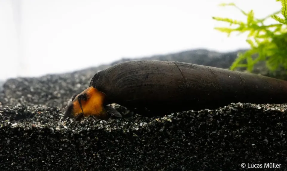 Garnelen TV Faunus Ater tornsnäcka röd