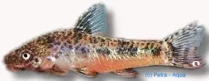 Näsets Ciklidhobby Otocinclus flexilis algätare 3–4 cm