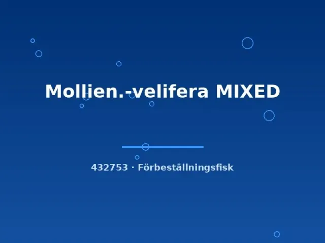 Näsets Ciklidhobby Mollienisia velifera molly lg mixad