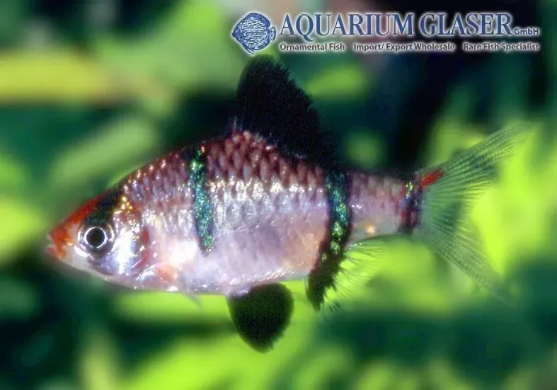 Näsets Ciklidhobby Barbus tetrazona moss green barb md-lg