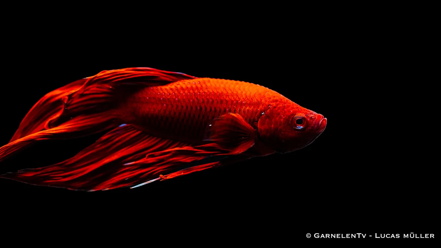 Garnelen TV Betta splendens kampfisk hane kortfenad