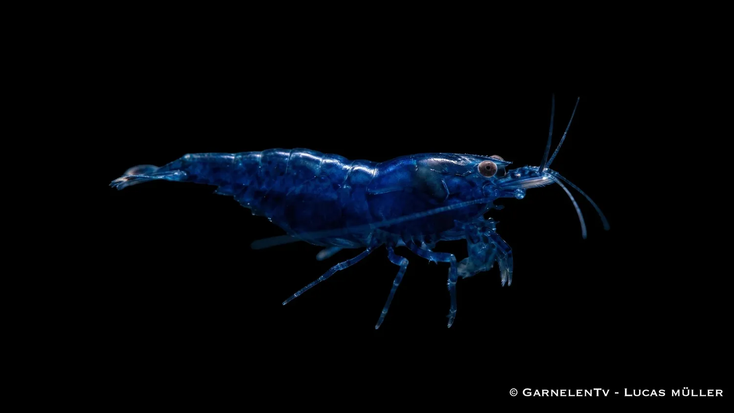 Garnelen TV Blue Diamond räka Neocaridina blå