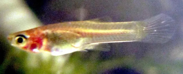 Näsets Ciklidhobby Guppy hona akvariefisk 3 cm odlad