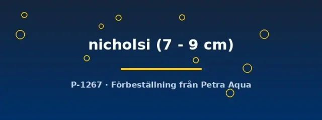 Näsets Ciklidhobby Pseudocrenilabrus nicholsi ciklid 7–9 cm