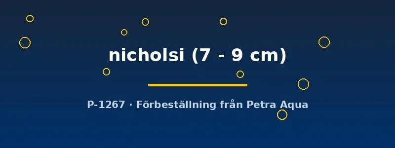 Näsets Ciklidhobby Pseudocrenilabrus nicholsi ciklid 7–9 cm